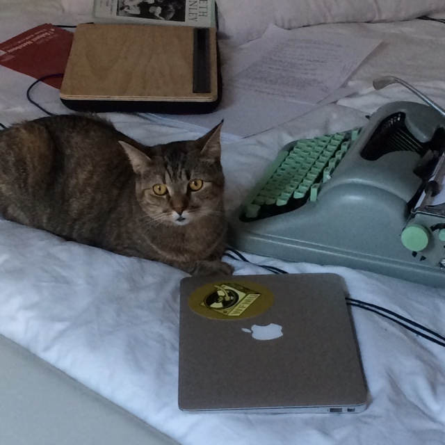 Photo of Lucy the cat at the typewriter